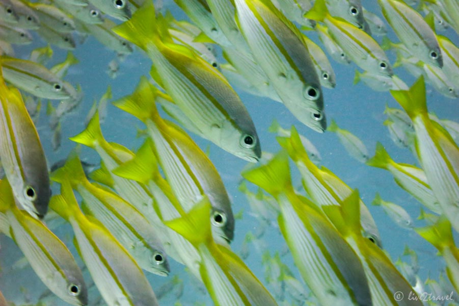 Yellowtail Snapper